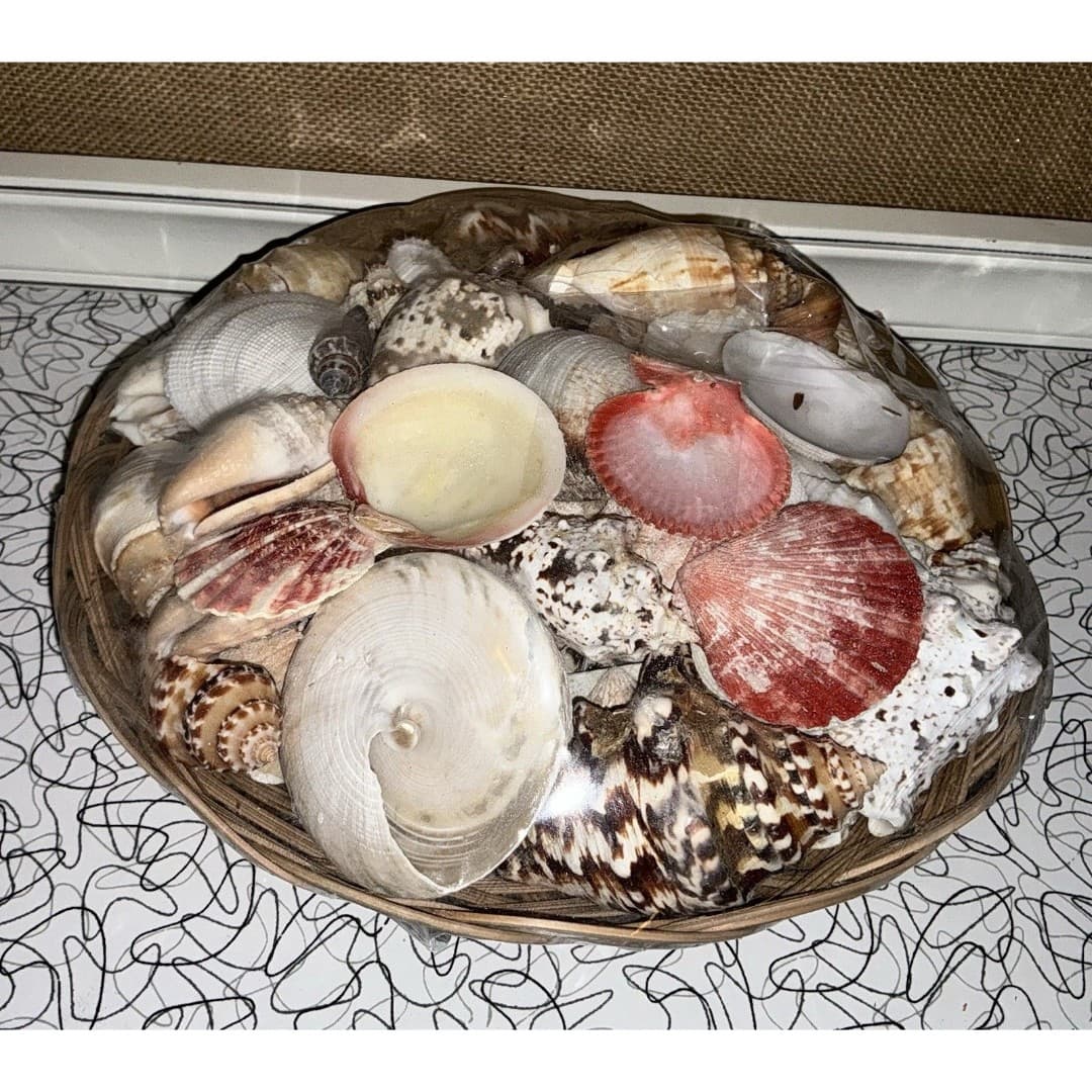 Basket of Sea Shells Large Lot With A Variety Clean New Over 4Lbs - Thumbnail 3