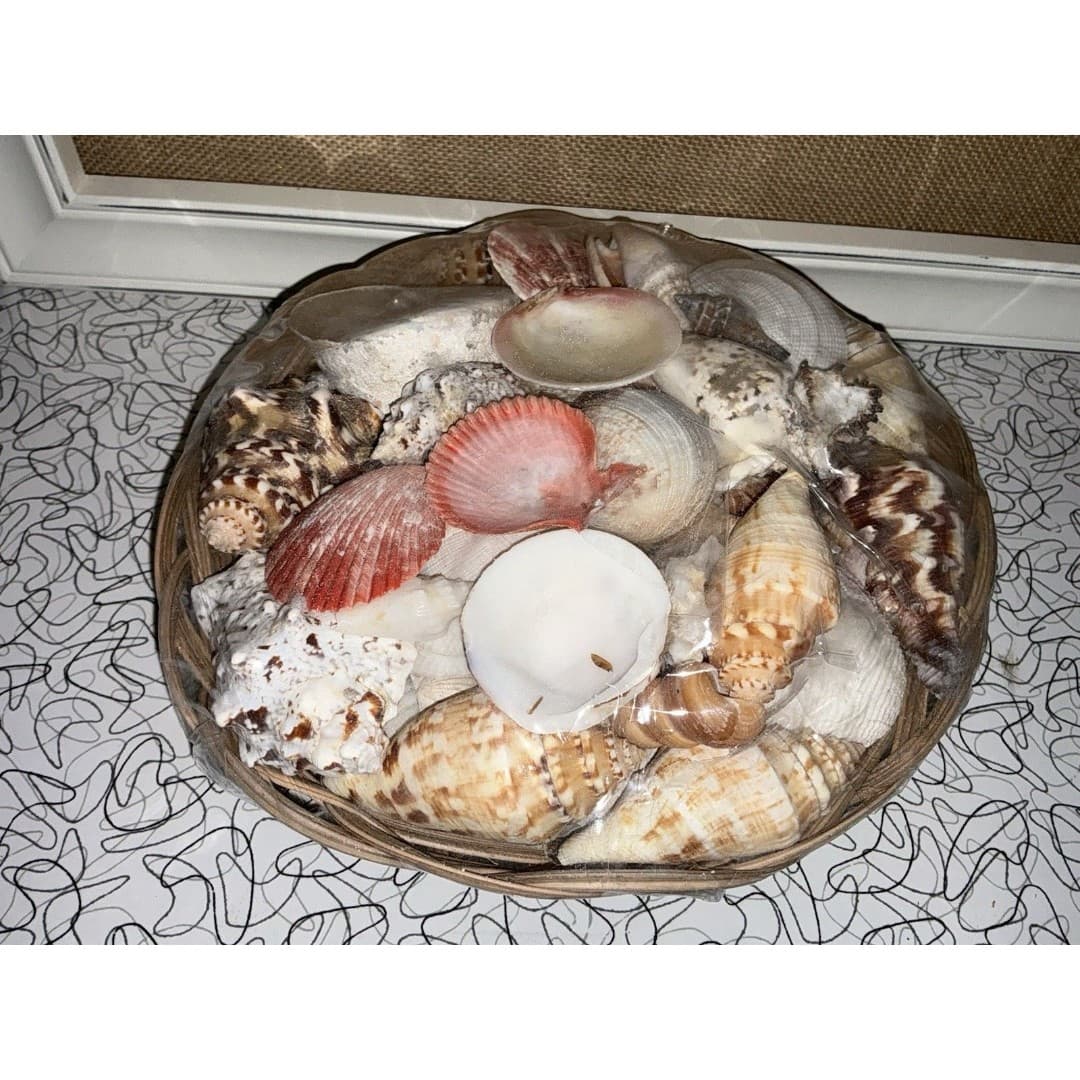 Basket of Sea Shells Large Lot With A Variety Clean New Over 4Lbs - Thumbnail 2