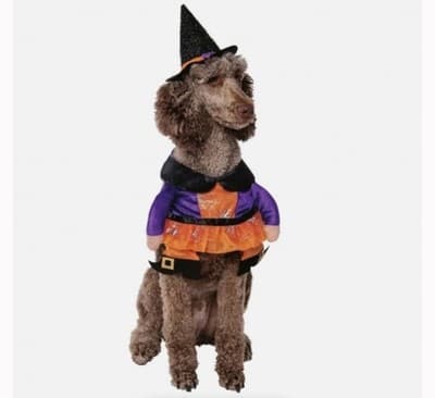 NEW Way To Celebrate Halloween Pet Costume: Witch Size Large