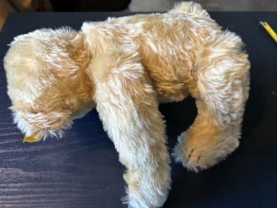 1909 Classic Teddy Bear Replica Steiff Knopf Im Ohr Gowler Button Germany Nice - Thumbnail 5