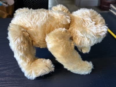 1909 Classic Teddy Bear Replica Steiff Knopf Im Ohr Gowler Button Germany Nice - Thumbnail 4