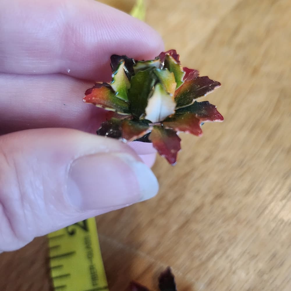 Vintage Air Brushed Enameled Floral Clip On Earrings - Thumbnail 7