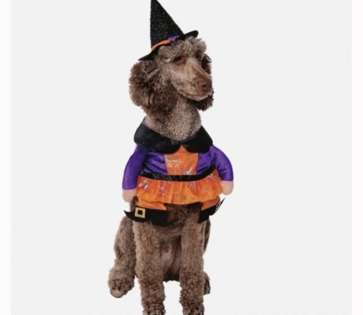 NEW Way To Celebrate Halloween Pet Costume: “Witch” NEW!!!