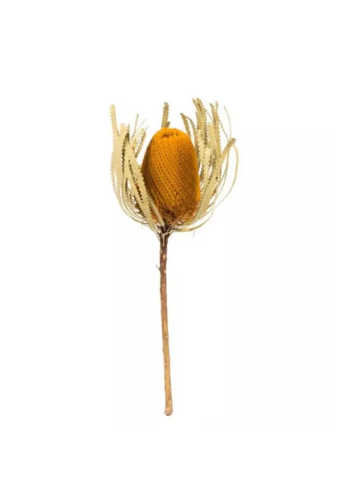 Vickerman H1BAJ725-3 12-18 in. Jumbo Aspen Gold Banksia Flower Stems