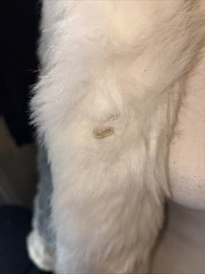 Vintage 60s 70s Rose Cloak & Suit Co Inc Mid-Length Gray Ivory Fur Coat Size 10 - Thumbnail 4