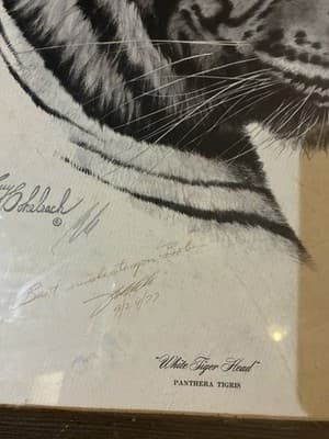 1977 Large Original Signed “White Tiger Head “ By Guy Coheleach” With Note - Thumbnail 3
