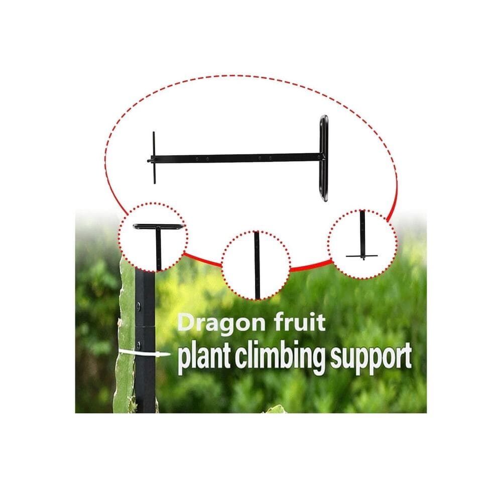 Dragon Fruit Trellis Garden Climbing Support for Fruits Roses Houseplants - Thumbnail 6