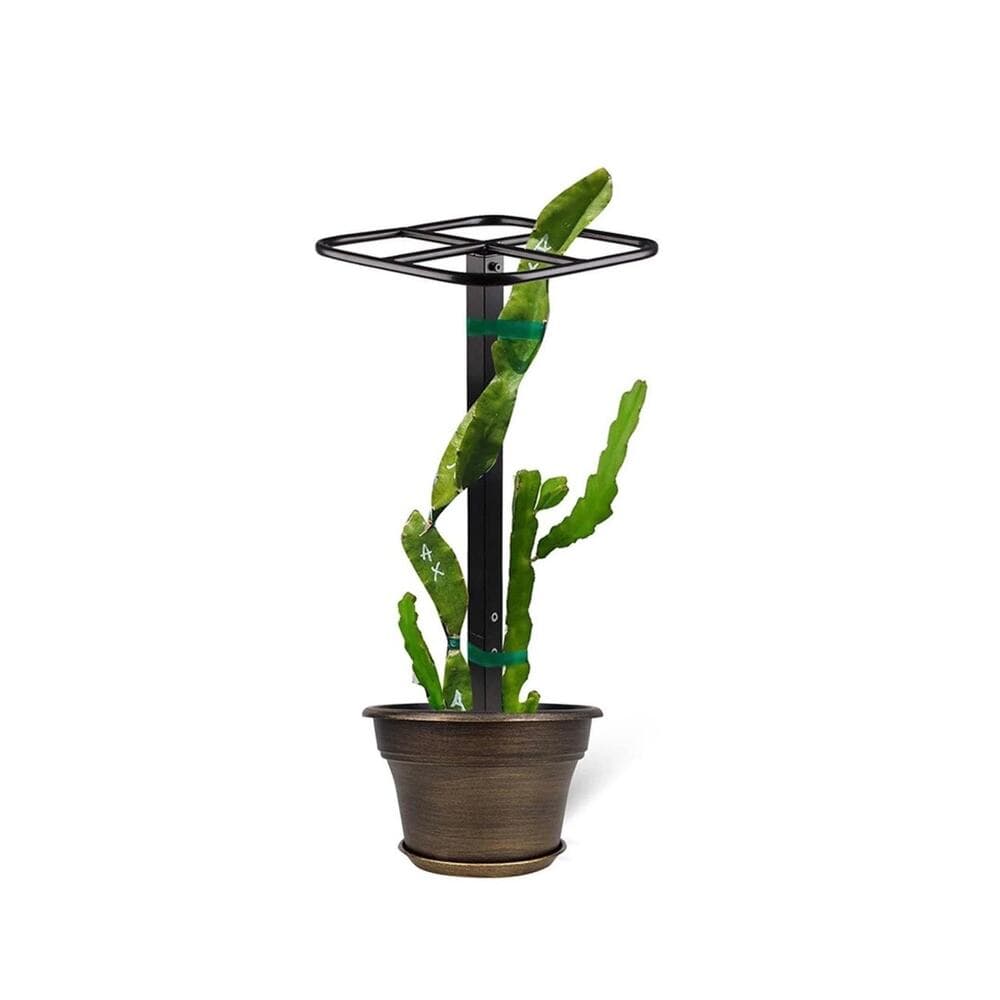 Dragon Fruit Trellis Garden Climbing Support for Fruits Roses Houseplants - Thumbnail 3