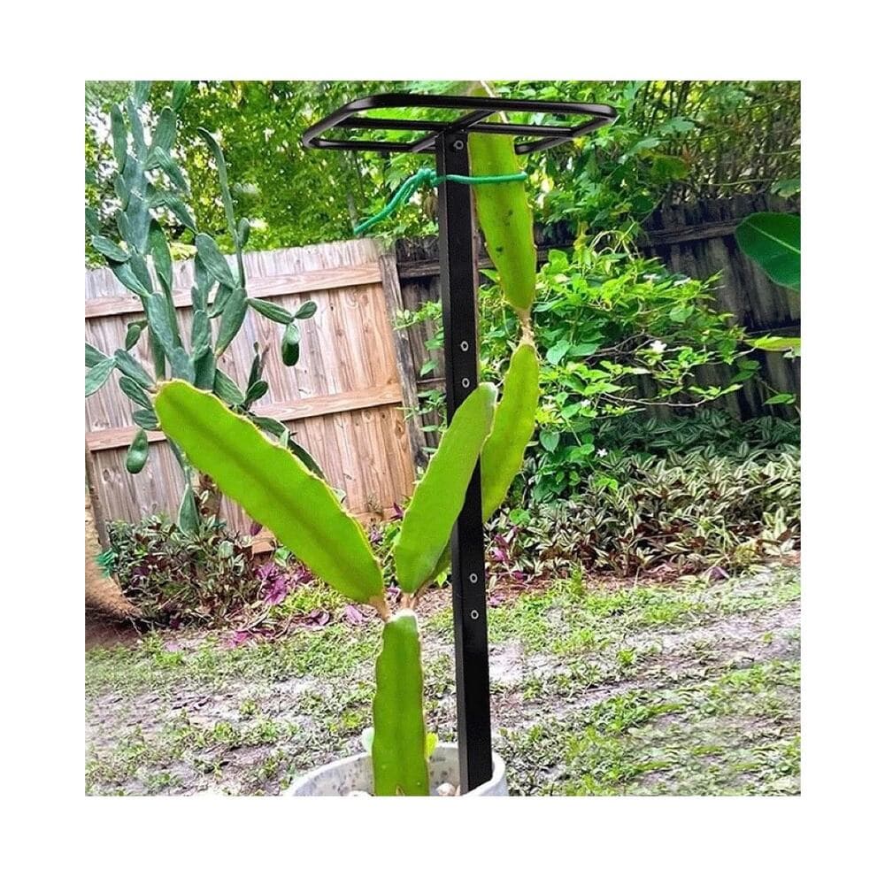Dragon Fruit Trellis Garden Climbing Support for Fruits Roses Houseplants - Thumbnail 2