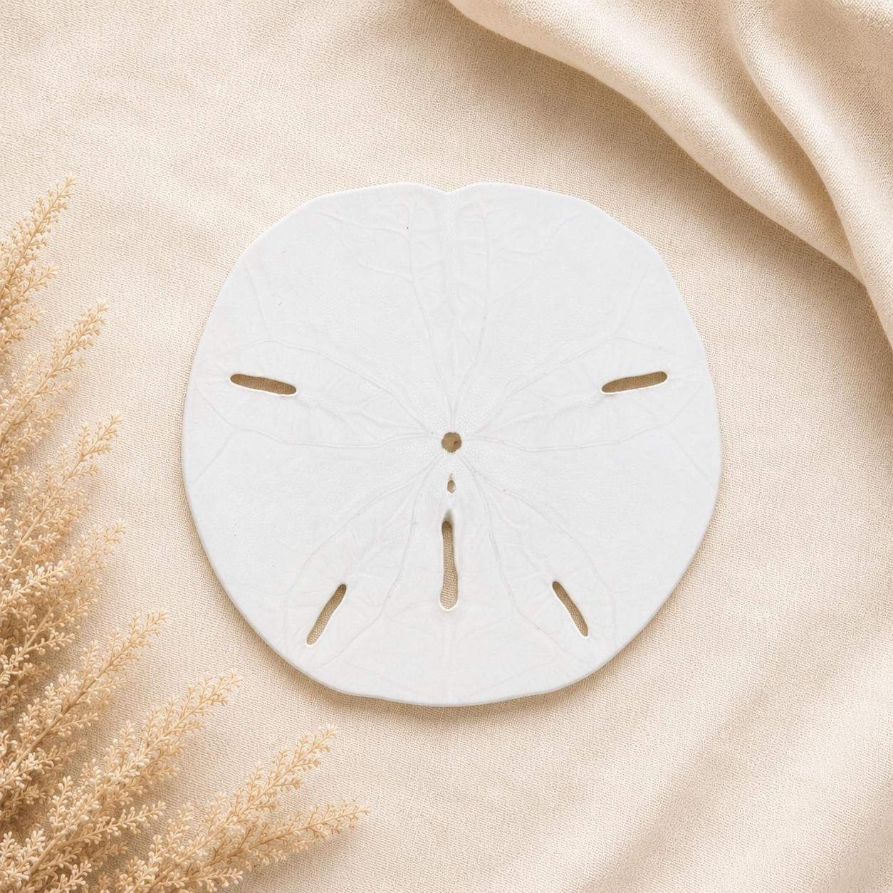 1in, 2in, 4in Natural Sand Dollars – Bulk Sizes for Beach Weddings & Crafts - Beach Wedding Favors - Real Sand Dollar - Shells - Thumbnail 3