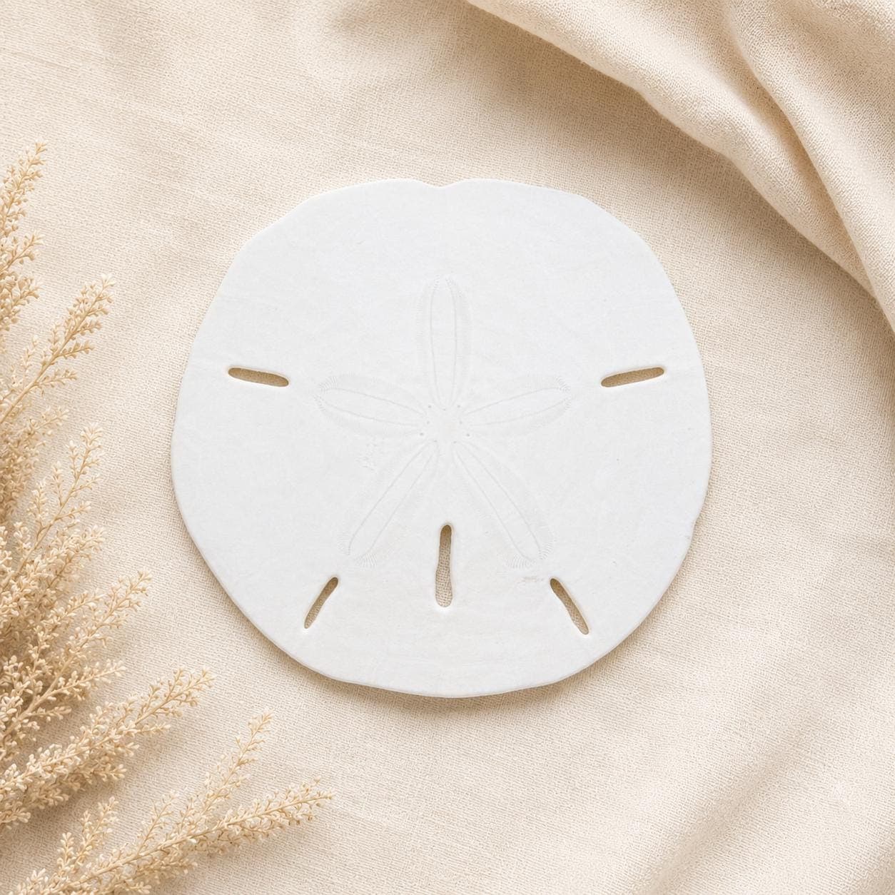 1in, 2in, 4in Natural Sand Dollars – Bulk Sizes for Beach Weddings & Crafts - Beach Wedding Favors - Real Sand Dollar - Shells - Thumbnail 2