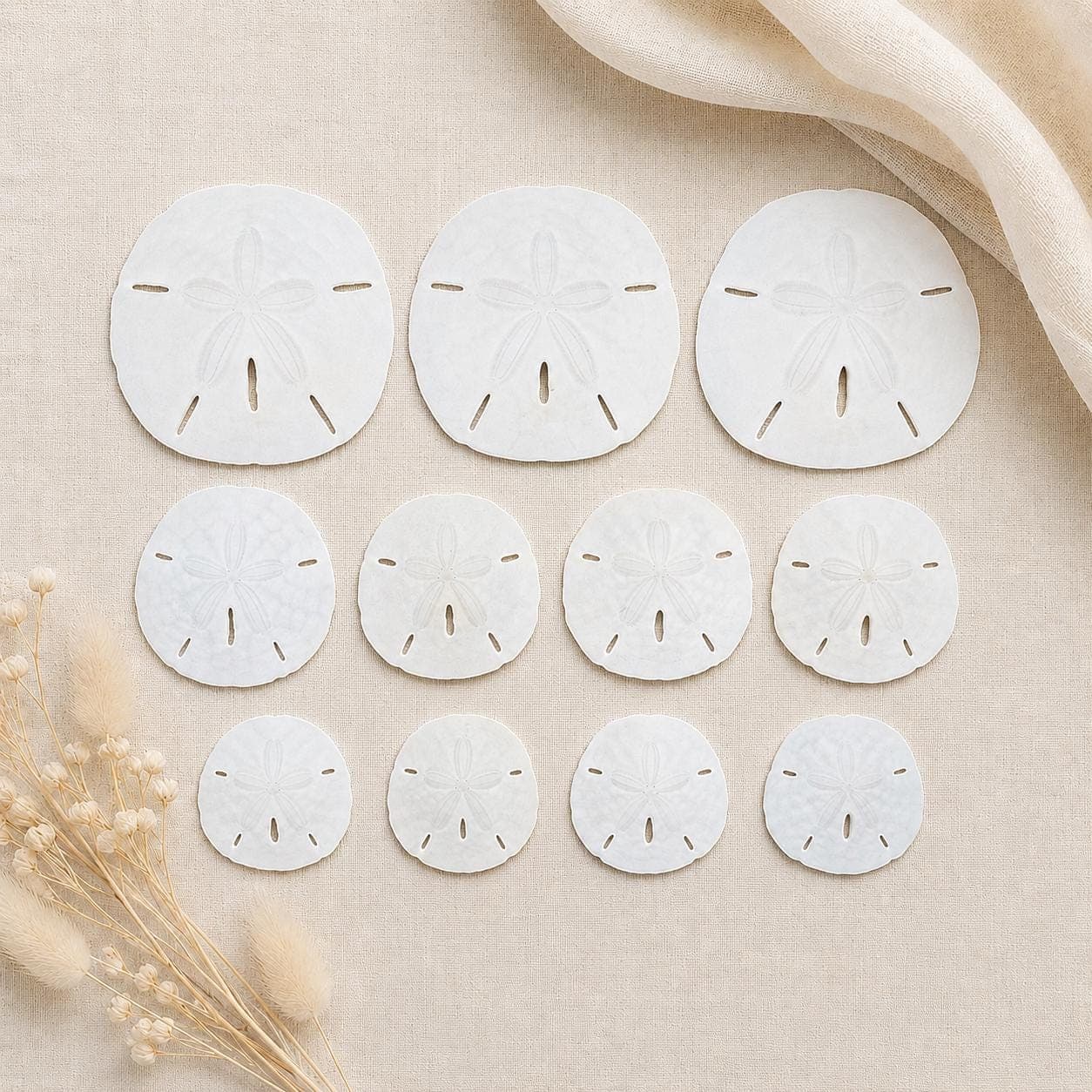 1in, 2in, 4in Natural Sand Dollars – Bulk Sizes for Beach Weddings & Crafts - Beach Wedding Favors - Real Sand Dollar - Shells - Thumbnail 4