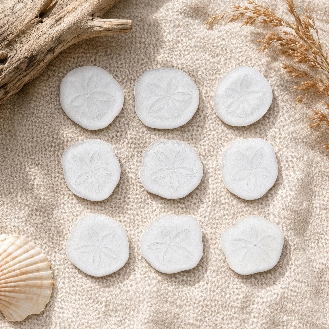 Natural Sea Cookie Sand Dollars – 1.25" Mini White Sea Biscuits for Crafts & Coastal Decor | Bulk Beach Wedding Favors - Thumbnail 3