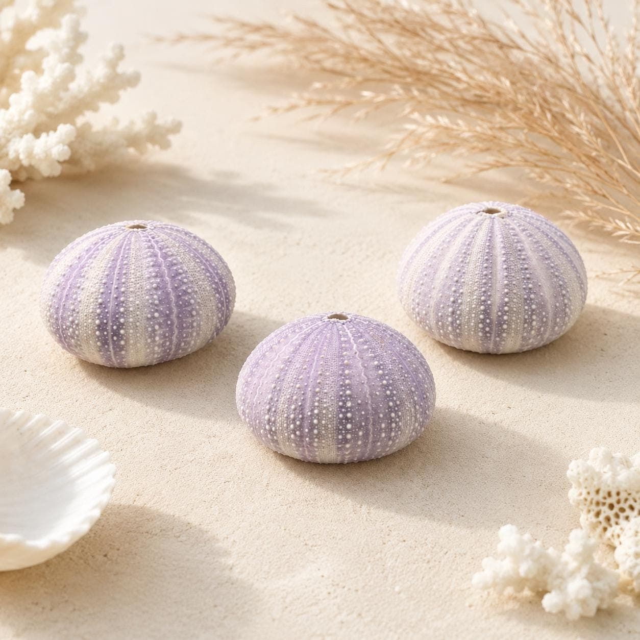 Lavender Purple Sea Urchins – Natural Craft Supplies & Coastal Decor - Thumbnail 2