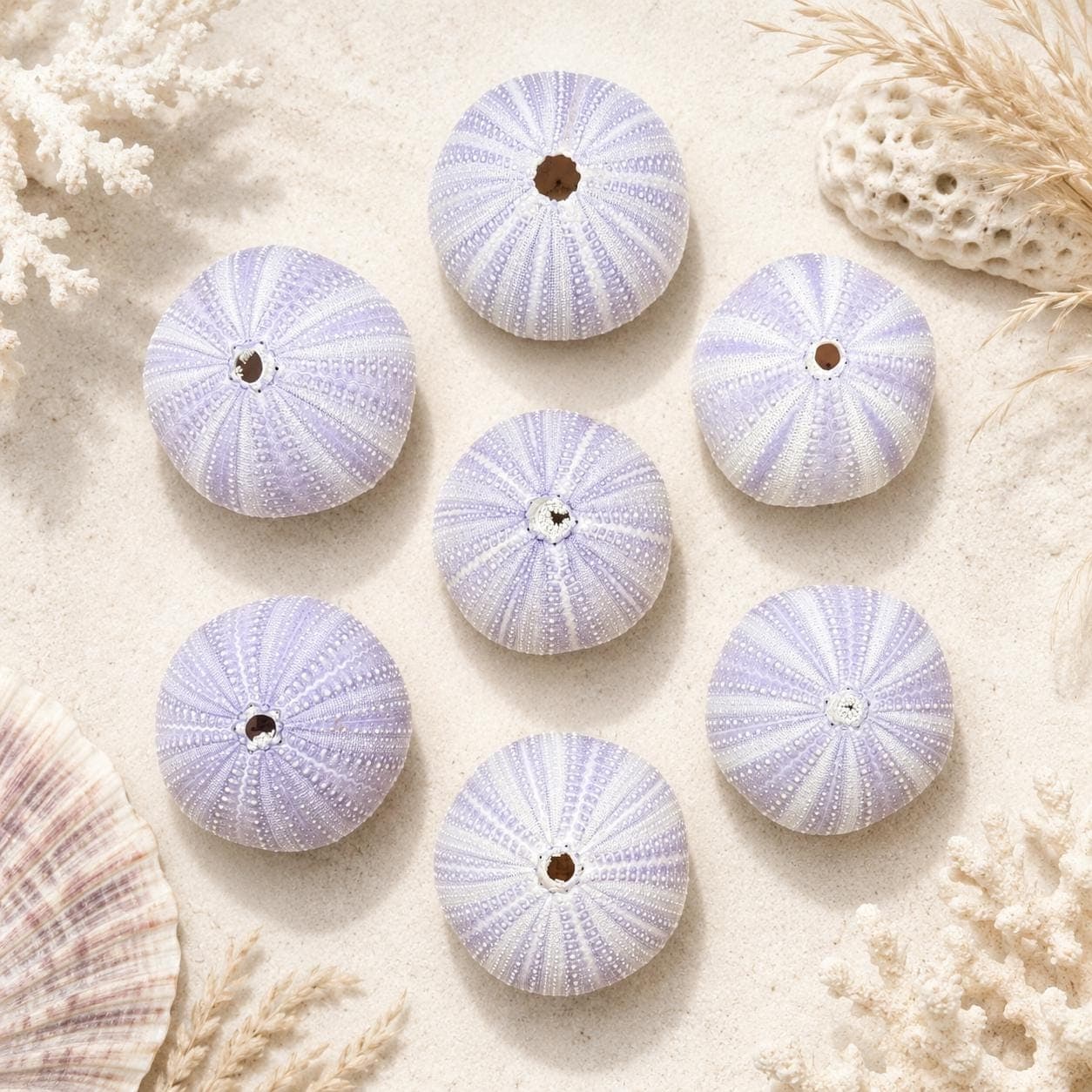 Lavender Purple Sea Urchins – Natural Craft Supplies & Coastal Decor - Thumbnail 4