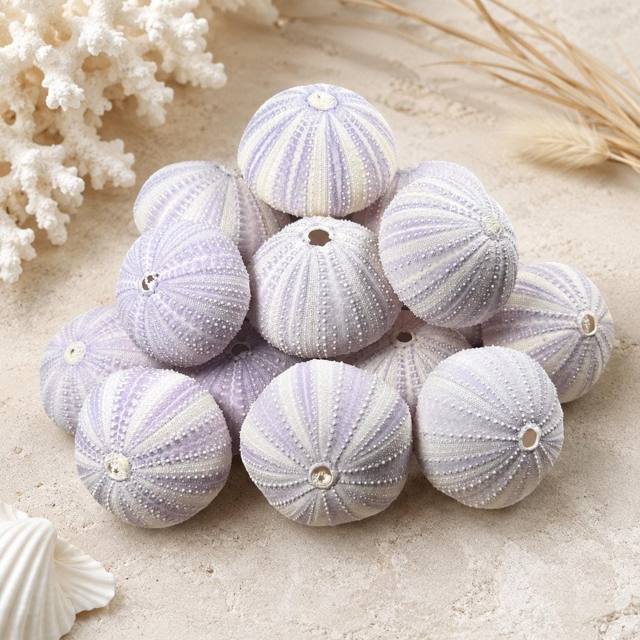 Lavender Purple Sea Urchins – Natural Craft Supplies & Coastal Decor - Thumbnail 5
