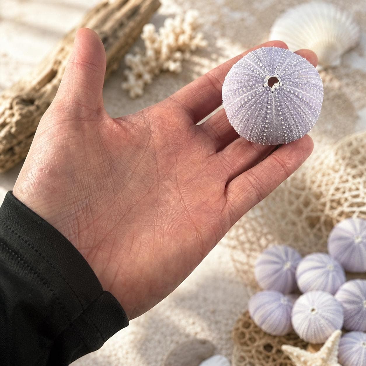 Lavender Purple Sea Urchins – Natural Craft Supplies & Coastal Decor - Thumbnail 6
