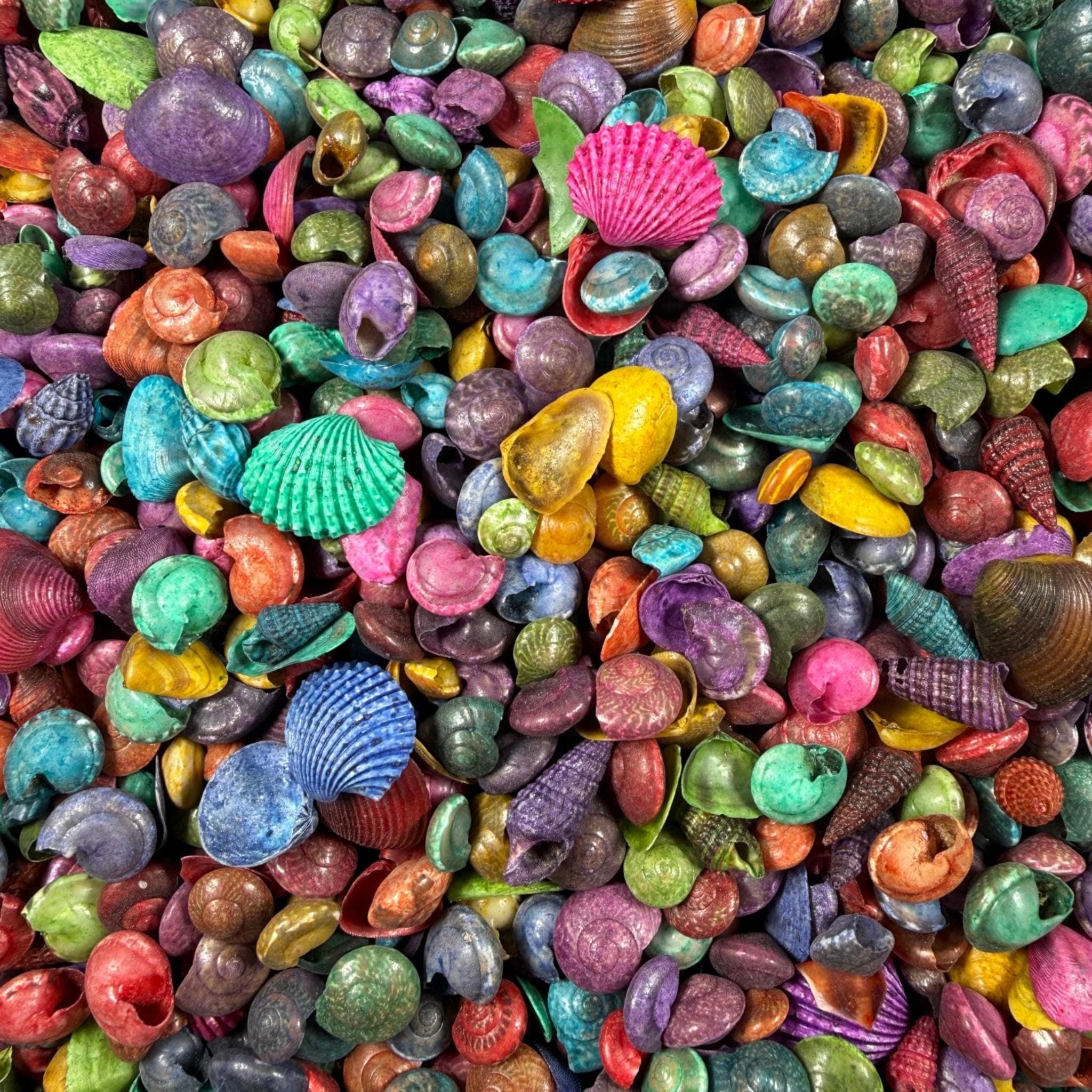 Rainbow Dyed Tiny Seashells Mix – 8oz to 2lb Lots | Micro Sea Shell Beads for Resin, Jewelry, Crafts & Mermaid Decor - Thumbnail 3
