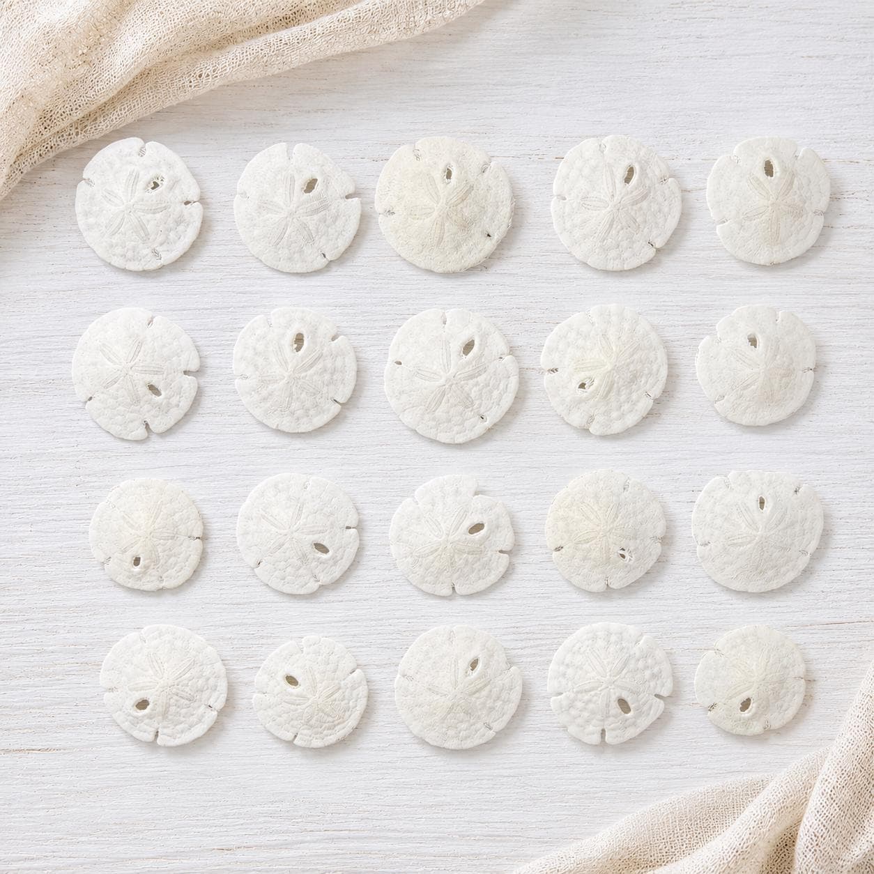20 Tiny Sand Dollars (3/4 – 7/8 in) – Natural Sea Shells for Crafts & Coastal Decor - Thumbnail 2