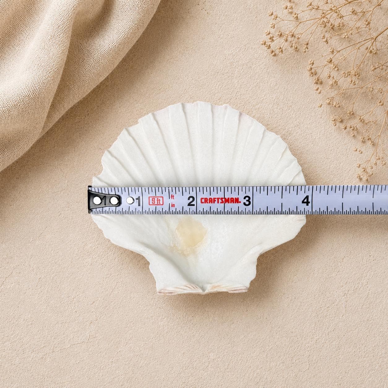 Real Irish Baking Scallop Shells – Set of 6 (3.5–4″) Natural Oven‑Safe Coquilles for Baking & Coastal Crafts - Thumbnail 4