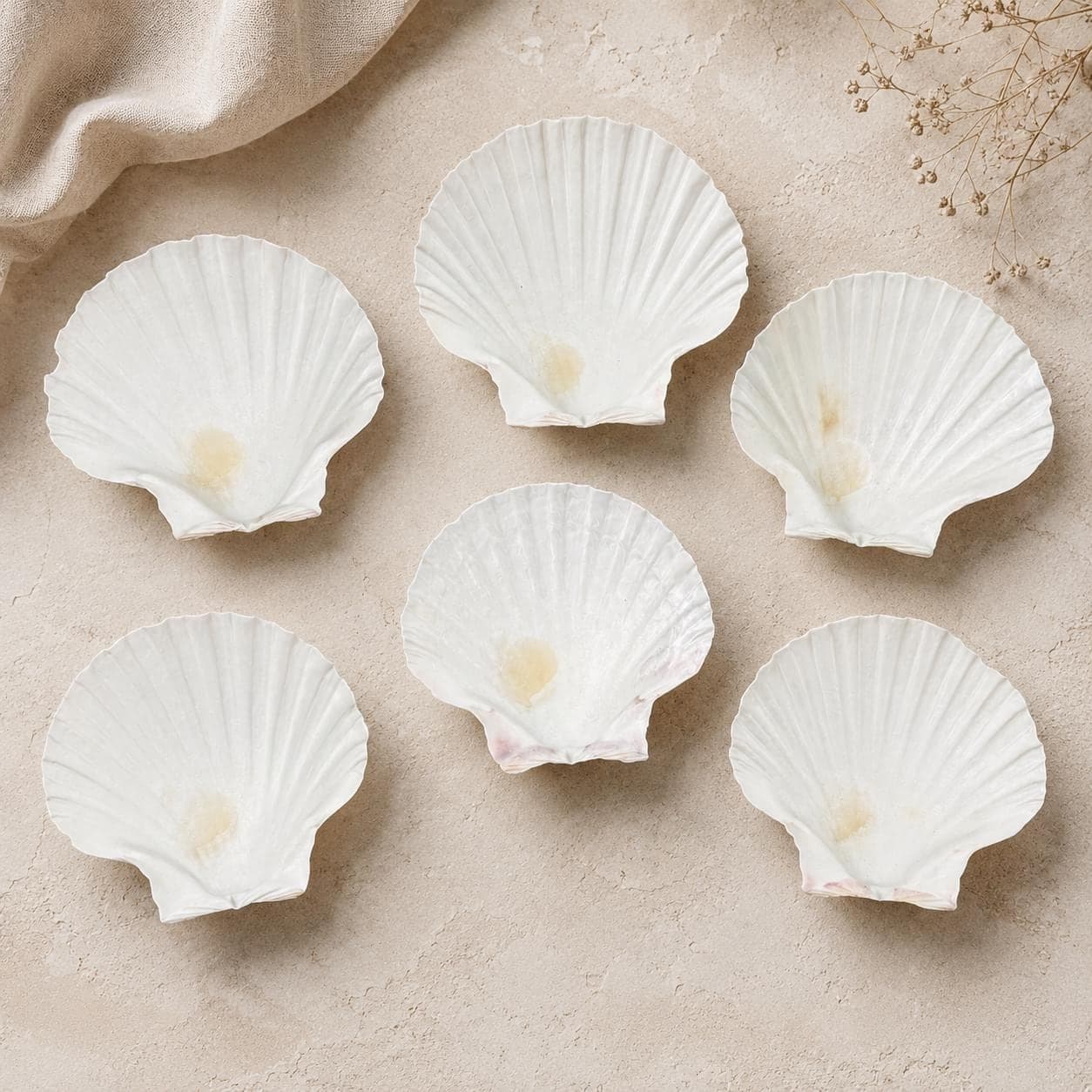 Real Irish Baking Scallop Shells – Set of 6 (3.5–4″) Natural Oven‑Safe Coquilles for Baking & Coastal Crafts - Thumbnail 2
