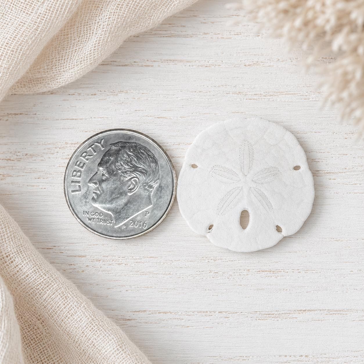 20 Tiny Sand Dollars (3/4 – 7/8 in) – Natural Sea Shells for Crafts & Coastal Decor - Thumbnail 3