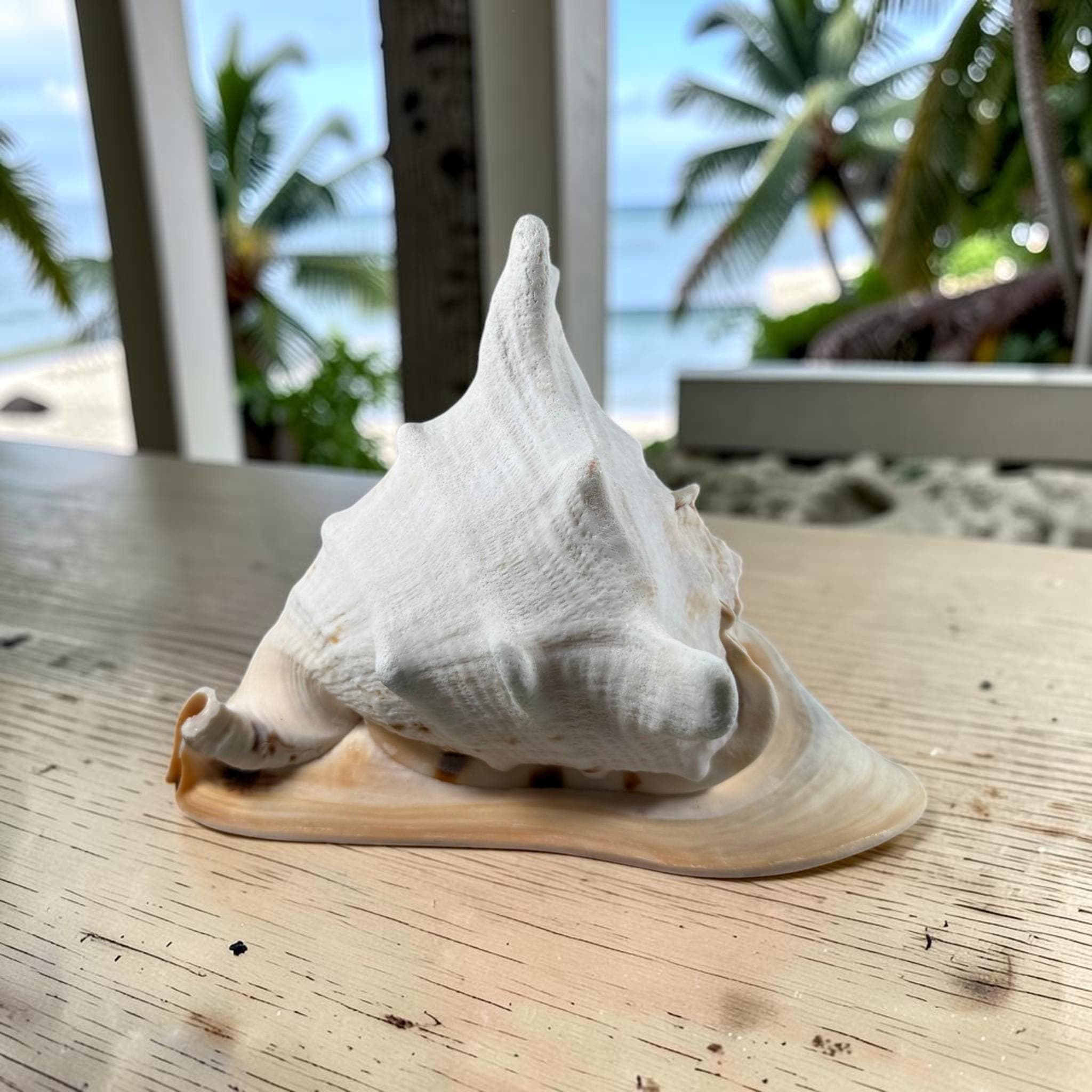 Large Queen Horned Helmet Shell 9" (3lbs) | Real Ocean Seashell Decor, Coastal Accent - Thumbnail 4