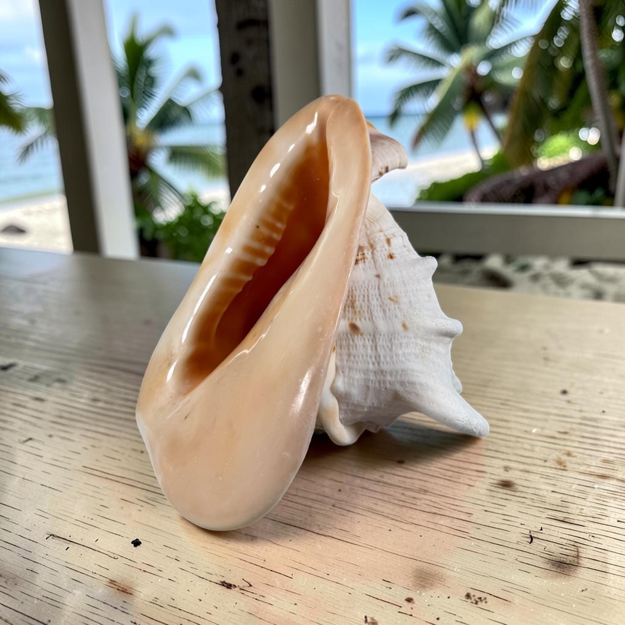 Large Queen Horned Helmet Shell 9" (3lbs) | Real Ocean Seashell Decor, Coastal Accent - Thumbnail 7