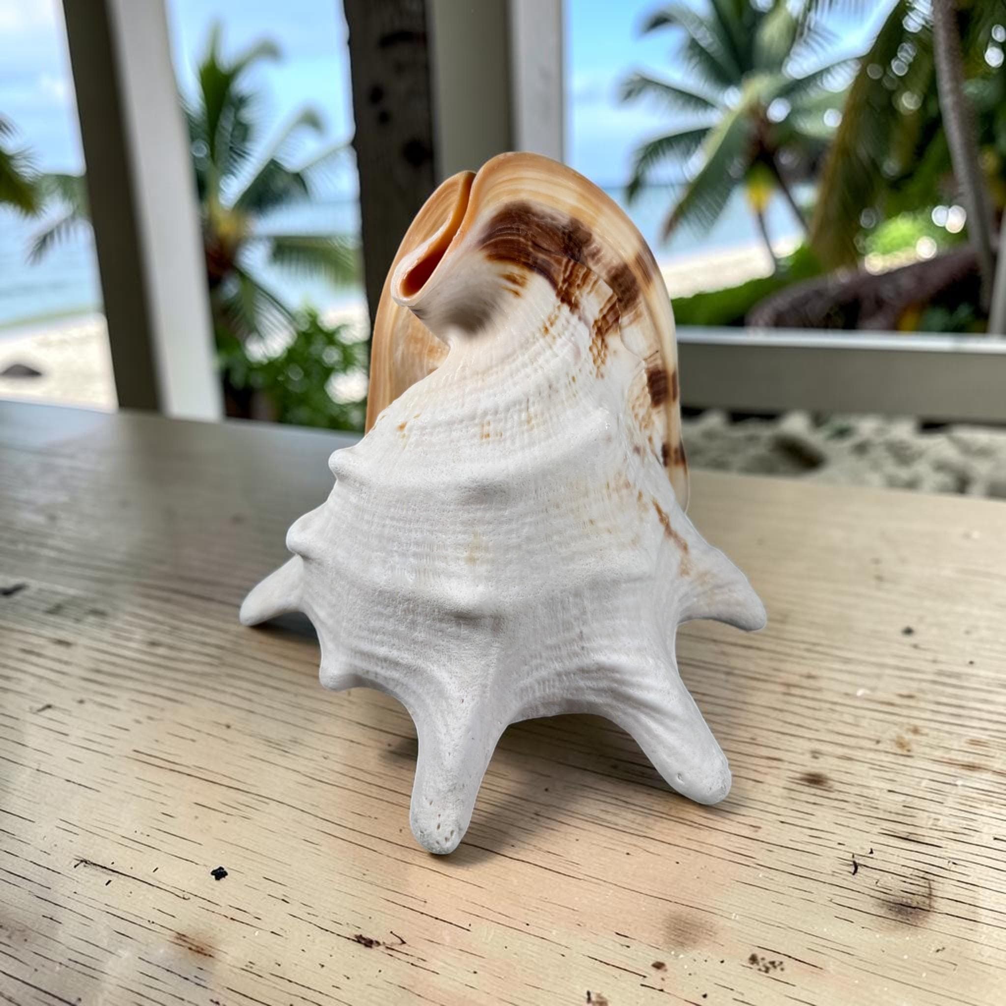 Large Queen Horned Helmet Shell 9" (3lbs) | Real Ocean Seashell Decor, Coastal Accent - Thumbnail 8