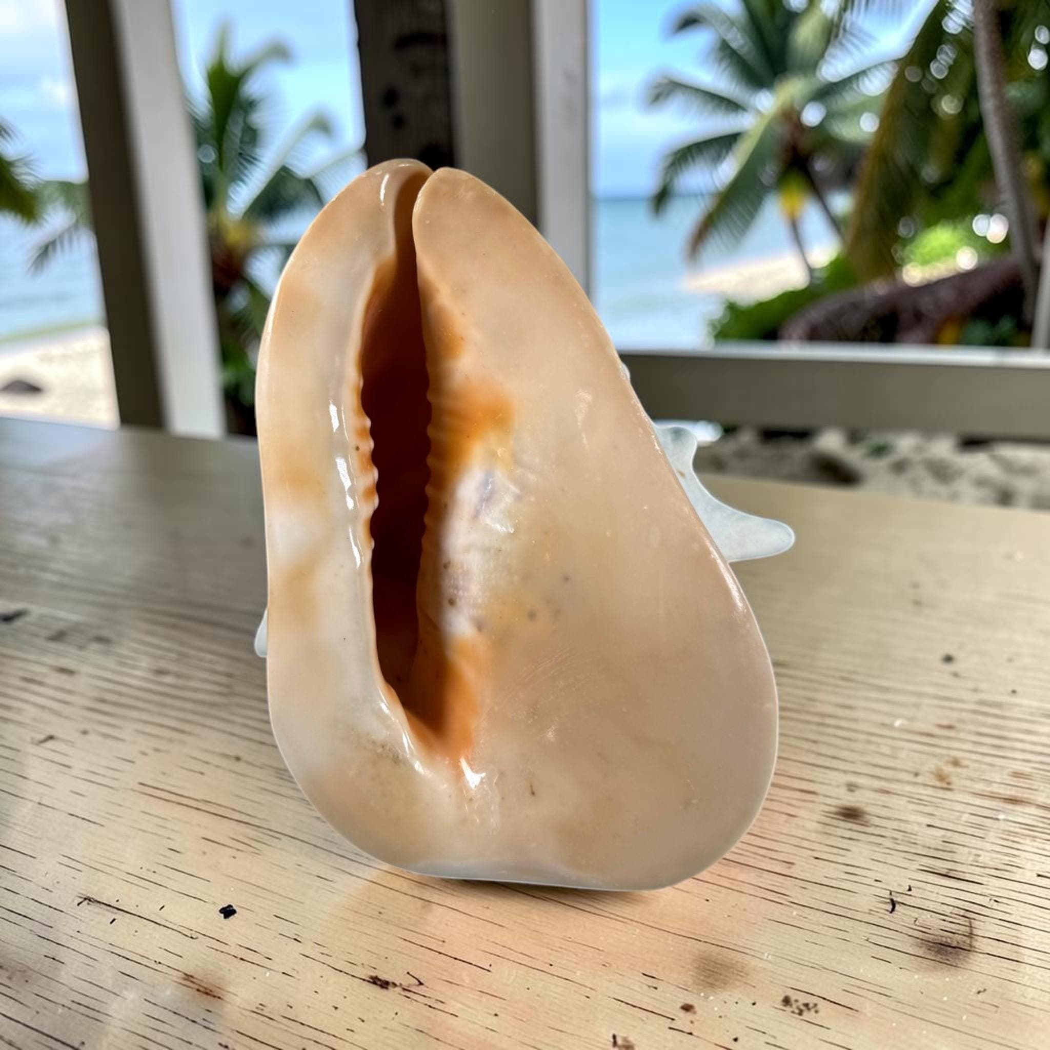 Large Queen Horned Helmet Shell 9" (3lbs) | Real Ocean Seashell Decor, Coastal Accent - Thumbnail 6