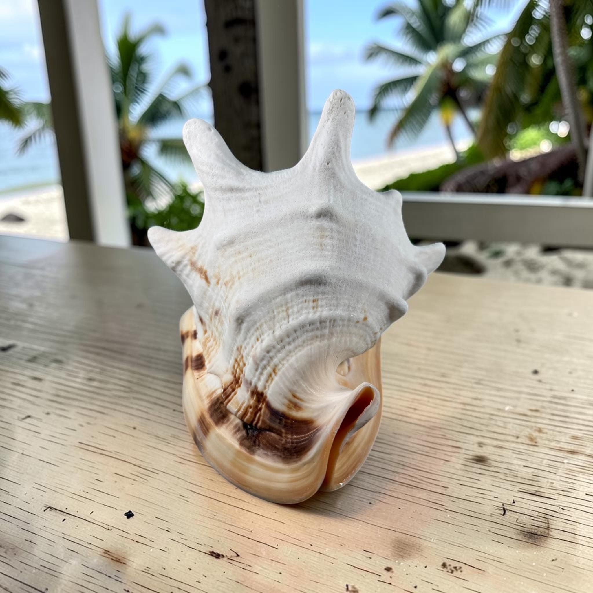 Large Queen Horned Helmet Shell 9" (3lbs) | Real Ocean Seashell Decor, Coastal Accent - Thumbnail 3