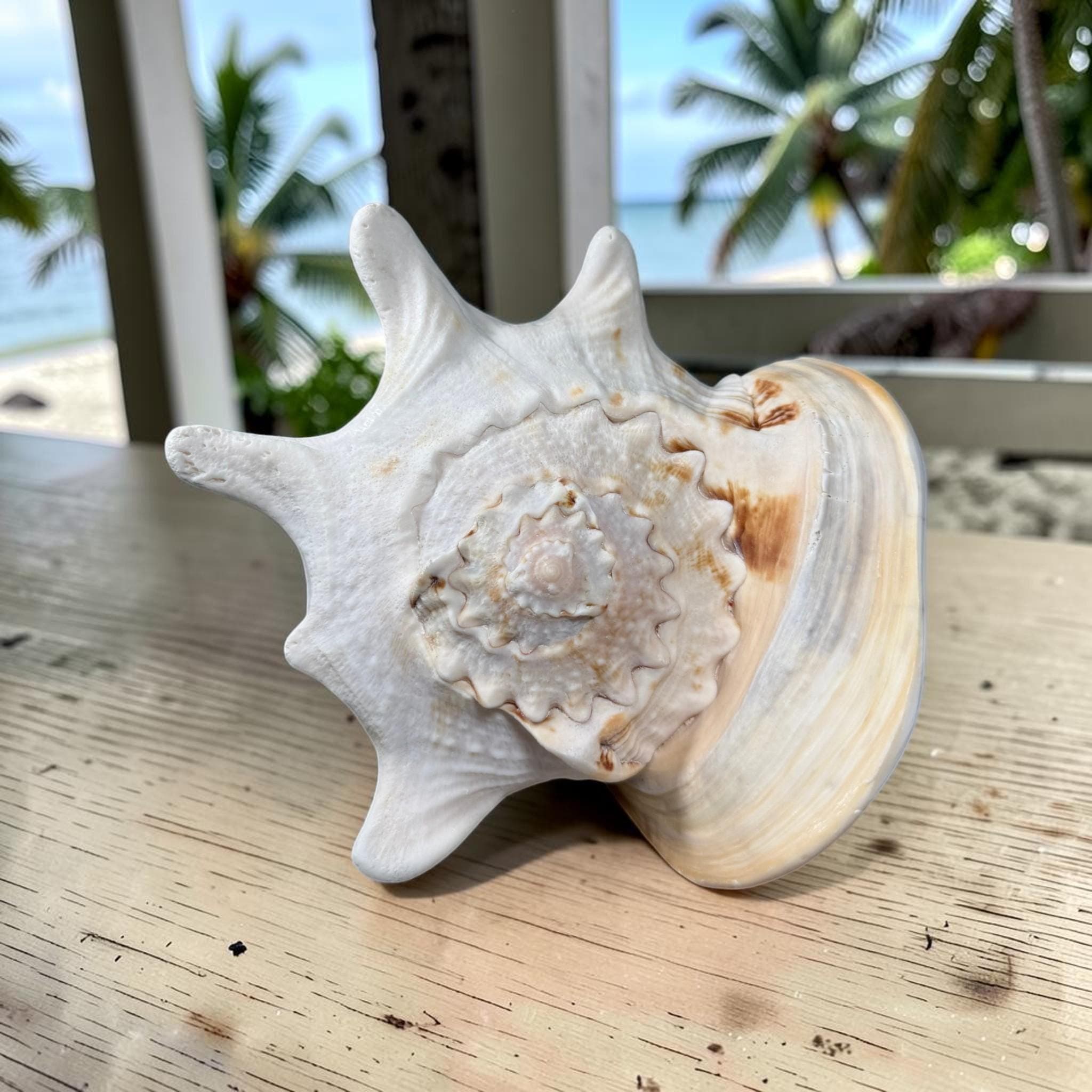 Large Queen Horned Helmet Shell 9" (3lbs) | Real Ocean Seashell Decor, Coastal Accent - Thumbnail 9