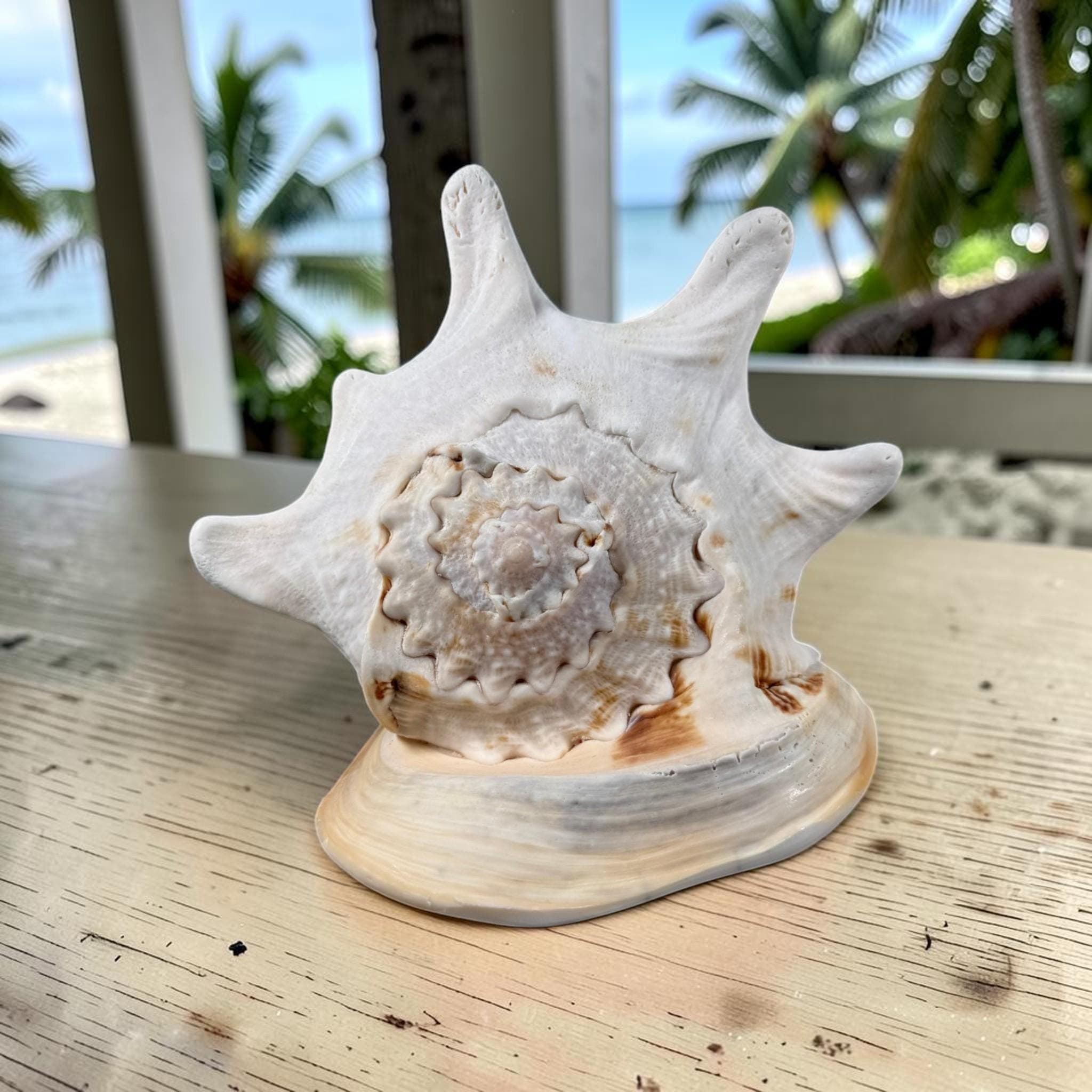 Large Queen Horned Helmet Shell 9" (3lbs) | Real Ocean Seashell Decor, Coastal Accent - Thumbnail 5