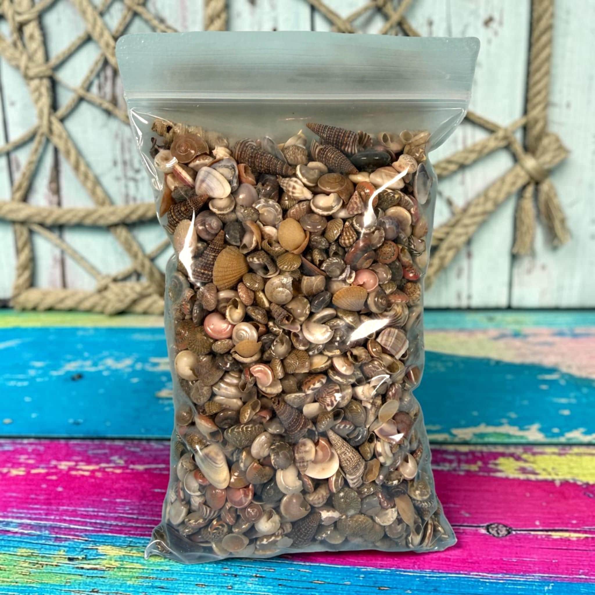 Mini Sea Shells Bulk Mix | Tiny Craft Shells for Coastal Decor, Resin, Weddings - Thumbnail 5