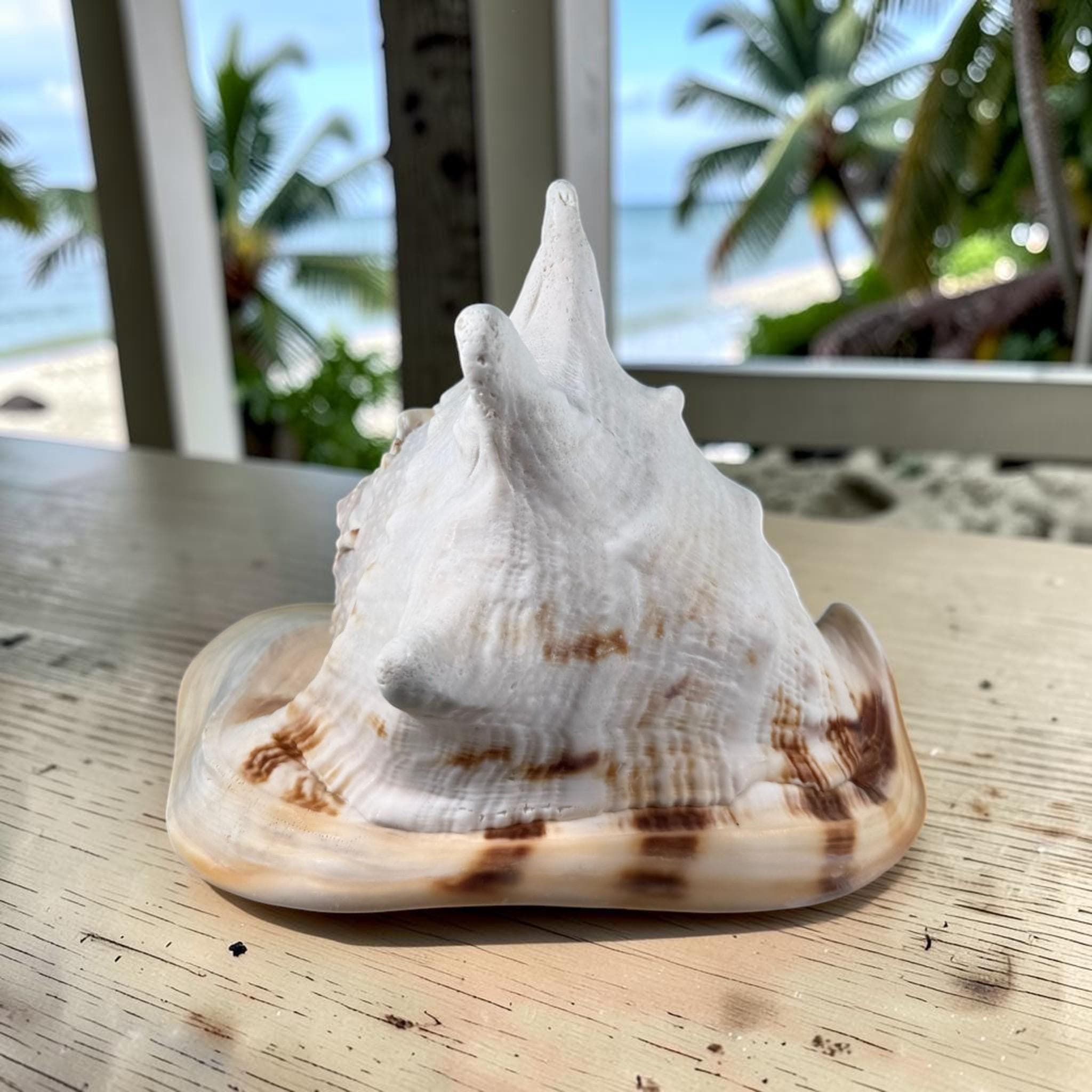 Large Queen Horned Helmet Shell 9" (3lbs) | Real Ocean Seashell Decor, Coastal Accent - Thumbnail 2