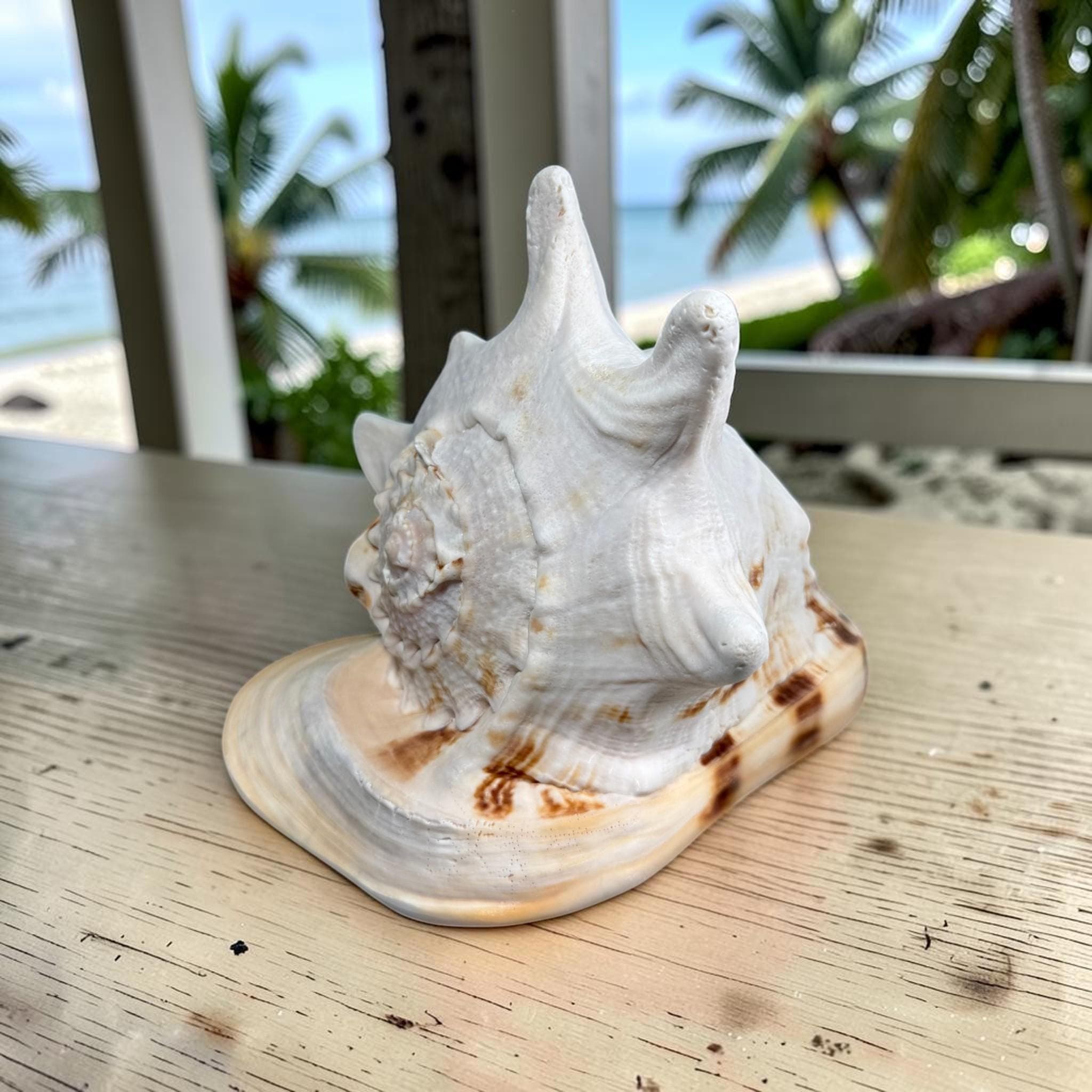 Large Queen Horned Helmet Shell 9" (3lbs) | Real Ocean Seashell Decor, Coastal Accent - Thumbnail 10