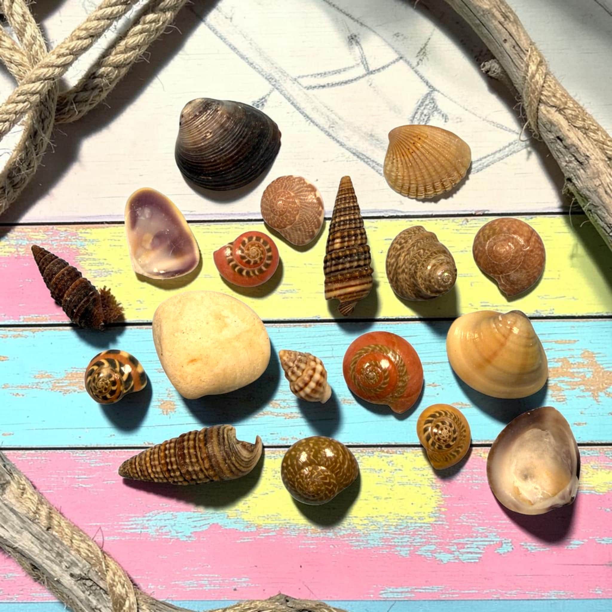 Mini Sea Shells Bulk Mix | Tiny Craft Shells for Coastal Decor, Resin, Weddings - Thumbnail 3