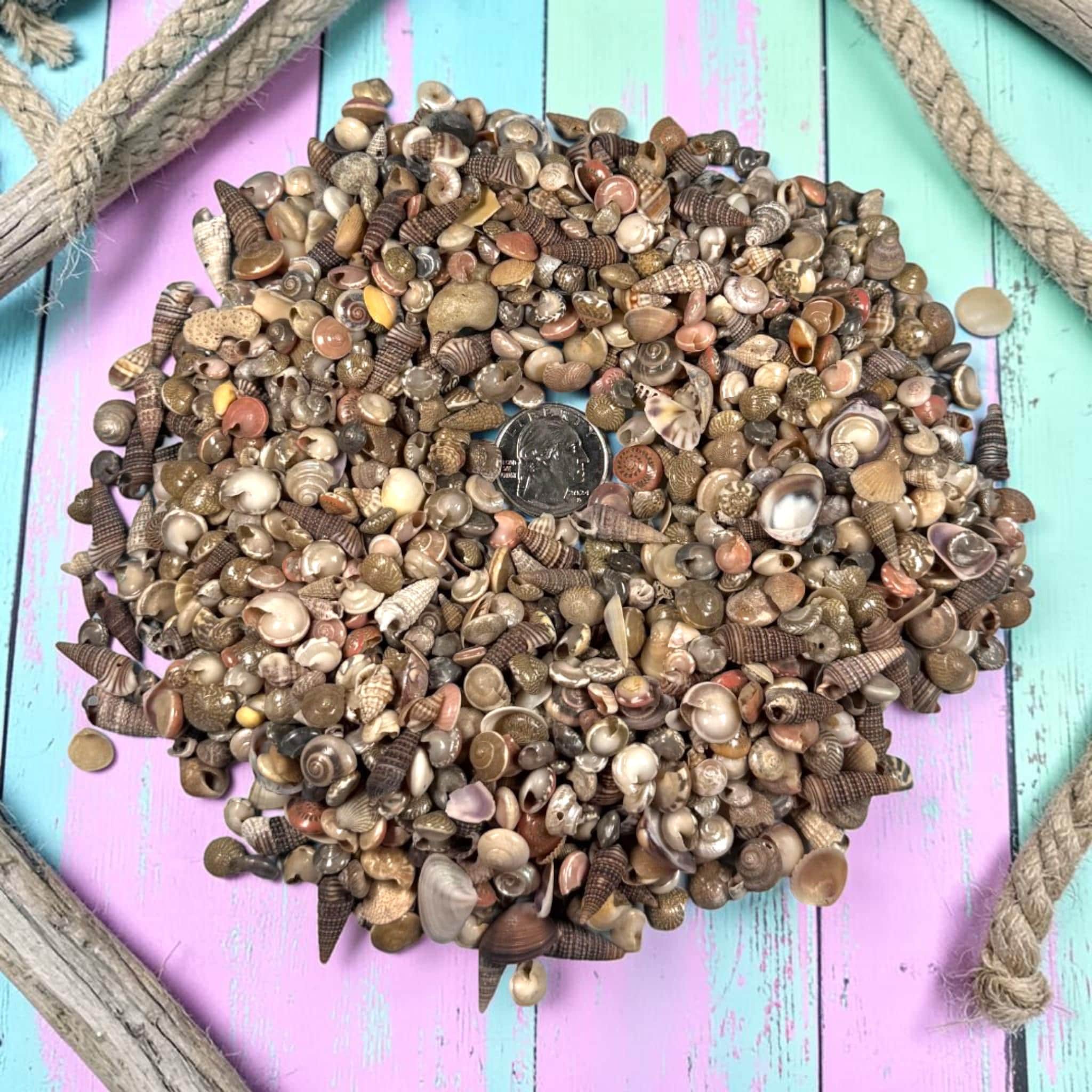 Mini Sea Shells Bulk Mix | Tiny Craft Shells for Coastal Decor, Resin, Weddings - Thumbnail 2