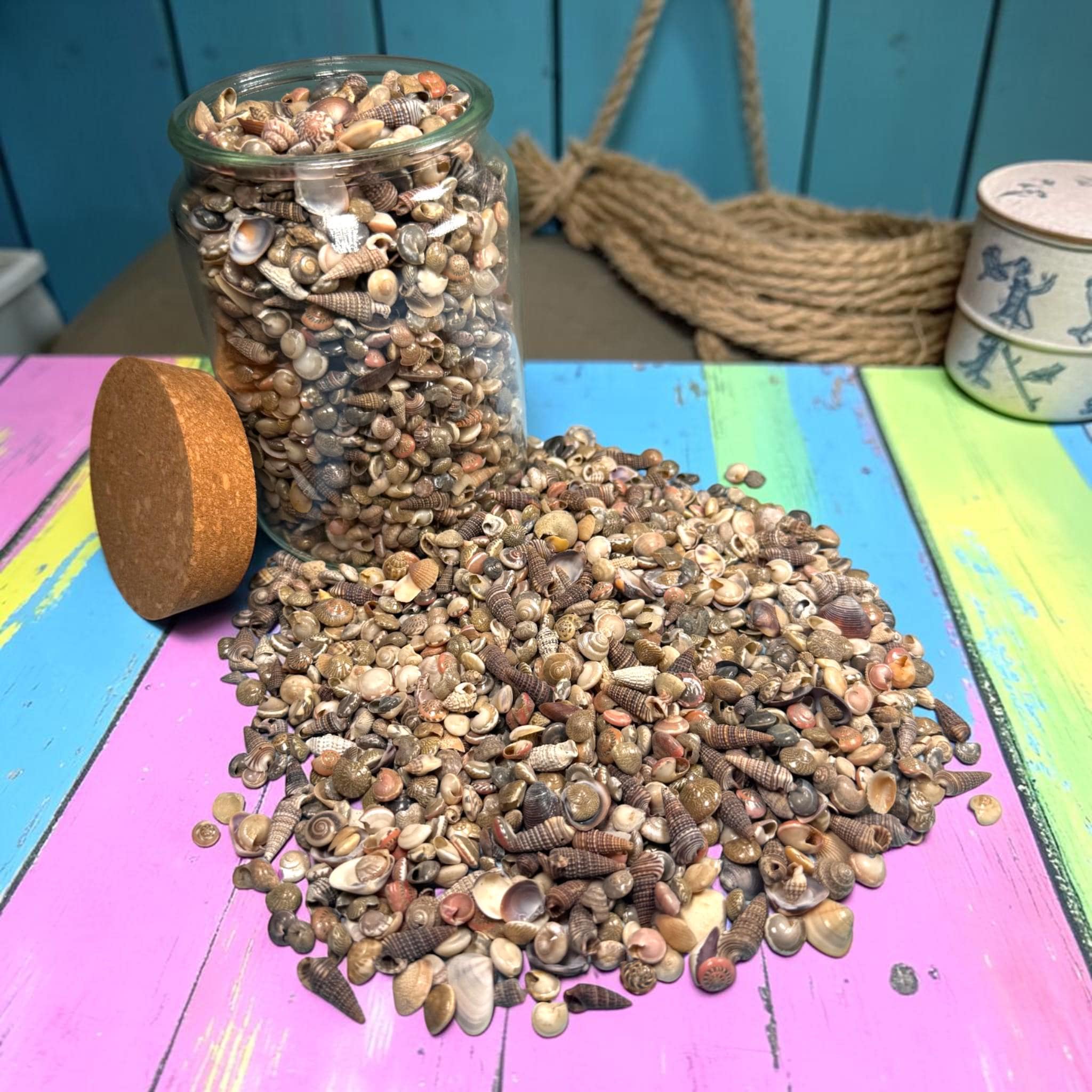 Mini Sea Shells Bulk Mix | Tiny Craft Shells for Coastal Decor, Resin, Weddings - Thumbnail 4