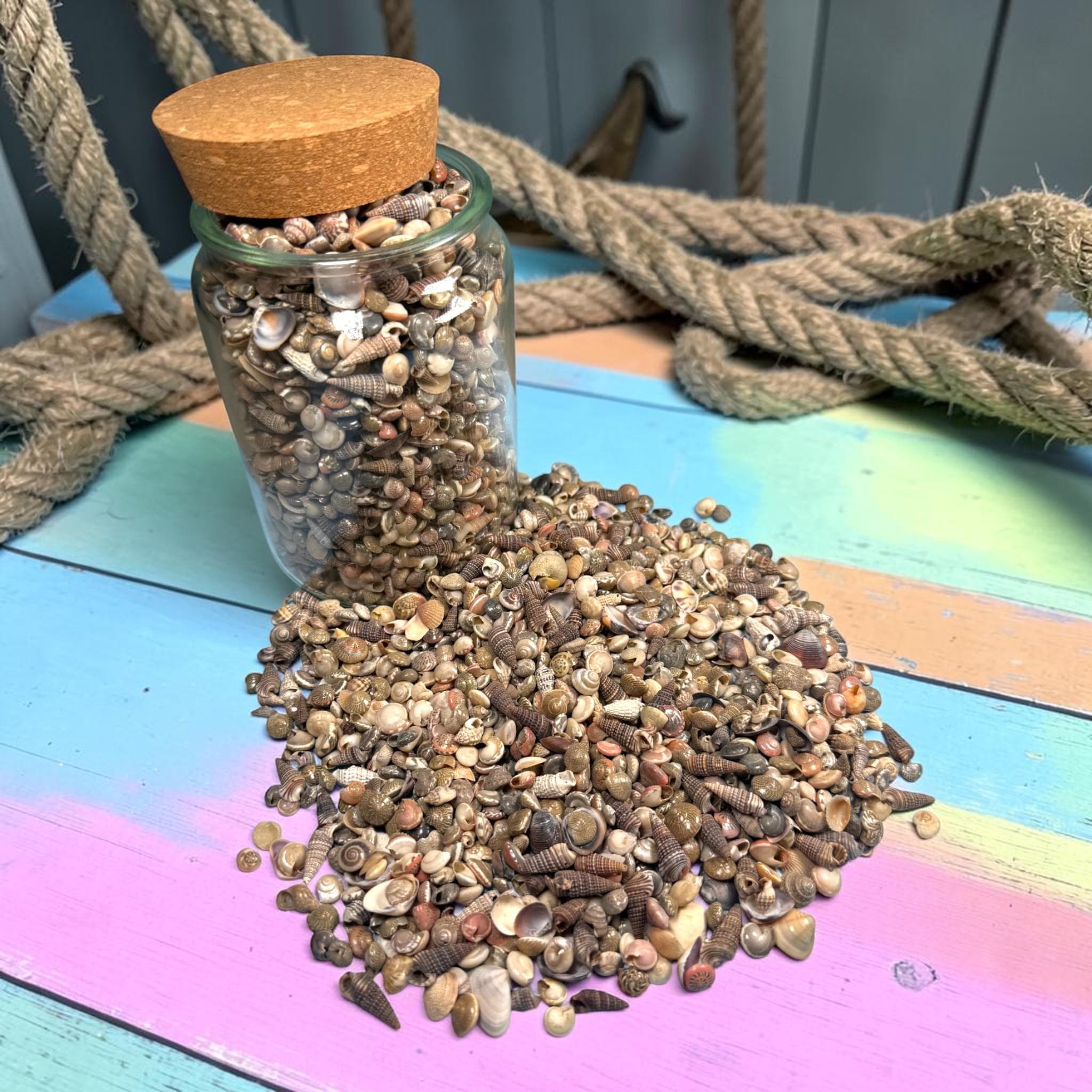 Mini Sea Shells Bulk Mix | Tiny Craft Shells for Coastal Decor, Resin, Weddings - Thumbnail 6