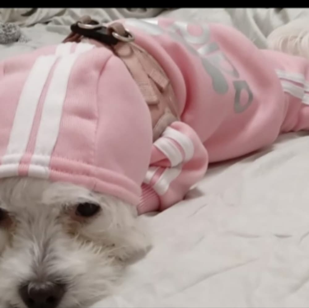 Dogs Hoodies Fleece Warm Dog Clothes - Thumbnail 8