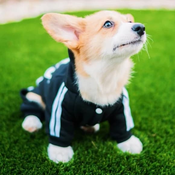Dogs Hoodies Fleece Warm Dog Clothes - Thumbnail 12