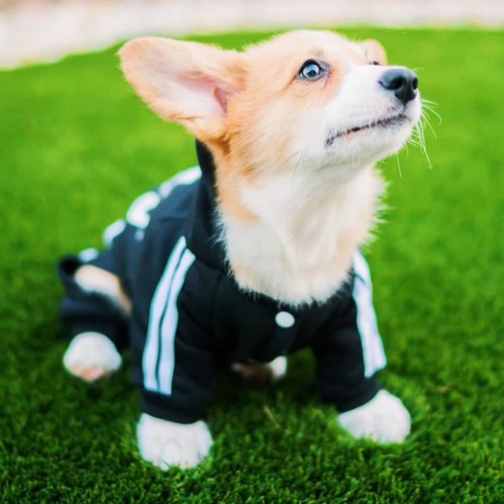 Dogs Hoodies Fleece Warm Dog Clothes