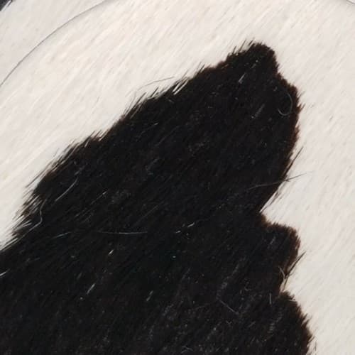 Phone Grip & Stand Nuckees Wild Cow Black & White Feels Like Fir! - Thumbnail 3