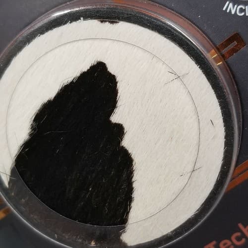Phone Grip & Stand Nuckees Wild Cow Black & White Feels Like Fir! - Thumbnail 2
