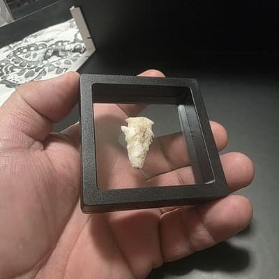 Stone Projectile Point Lithic – Mexico Origin – Unauthenticated - Thumbnail 3