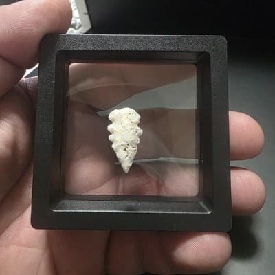 Primitive Stone Projectile Point – Mexico – Display Artifact - Thumbnail 3
