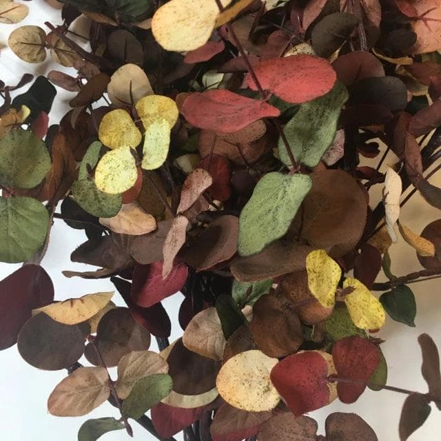 Bundle of Red, Green and White Leaves - Thumbnail 2