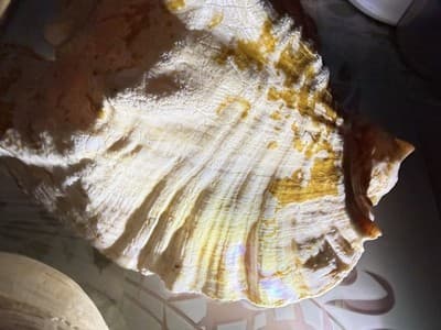 Large Queen Conch Shell Pair Pink Orange 11” 7” Coastal Beach Decor - Thumbnail 5
