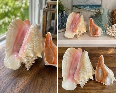 Large Queen Conch Shell Pair Pink Orange 11” 7” Coastal Beach Decor - Thumbnail 2